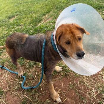 Jenny -  Labrador Retriever and Golden Retriever Dog for Adoption in York, Pennsylvania - Jenny | PetCurious