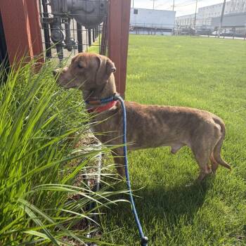 Dachshund and Pit Bull Terrier Dogs Available for Adoption in Spokane, Washington - Fynn | PetCurious