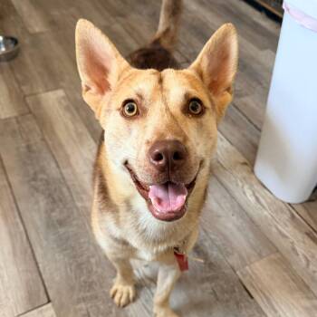 Cane -  Siberian Husky and Mixed Breed Dog for Adoption in Abbotsford, British Columbia - Cane | PetCurious