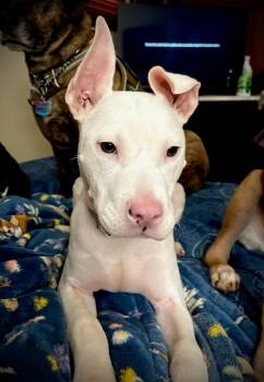 Pit Bull Terrier Dogs Available for Adoption - Luca | PetCurious