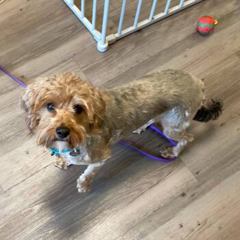 Peggy -  Yorkie Poo Dog for Adoption in New Milford, Connecticut - Peggy | PetCurious