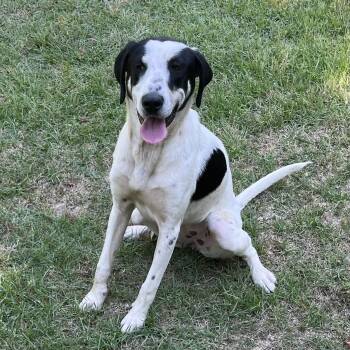 Sadie -  Hound Dog Available for Adoption in Columbia, South Carolina - Sadie | PetCurious