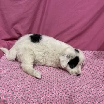 A614022 -  Australian Shepherd and Mixed Breed Dog for Adoption in Modesto, California - A614022 | PetCurious