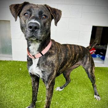 Mixed Breed Dogs Available for Adoption in Englewood, Florida - Madi | PetCurious