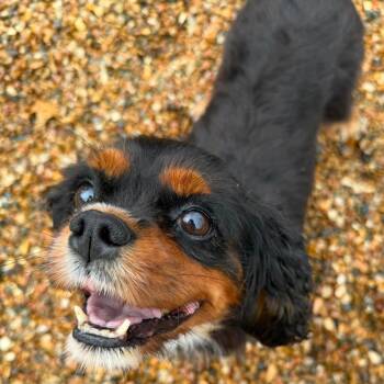 Bonbon -  Cavalier King Charles Spaniel Dog for Adoption in Jackson, Missouri - Bonbon | PetCurious