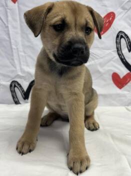 Shepherd and Mixed Breed Dogs Available for Adoption - Anne | PetCurious
