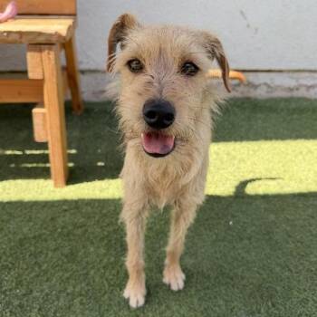 Clifford -  Terrier Dog for Adoption in Long Beach, California - Clifford | PetCurious
