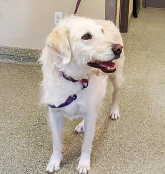 Zeke -  Golden Retriever and Standard Poodle Dog for Adoption in Kansas City, Missouri - Zeke | PetCurious