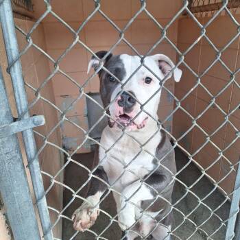 Acorn -  Pit Bull Terrier Dog Available for Adoption in Gautier, Mississippi - Acorn | PetCurious