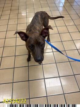 MCKENNA -  Mixed Breed Dog Available for Adoption in West Palm Beach, Florida - MCKENNA | PetCurious
