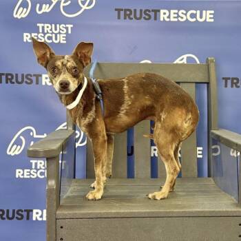 TANGO -  Chihuahua and Terrier Dog for Adoption in Waterford, New Jersey - TANGO | PetCurious