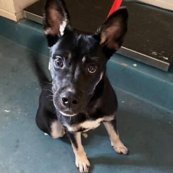 SAUSKE -  Mixed Breed Dog for Adoption in Memphis, Tennessee - SAUSKE | PetCurious