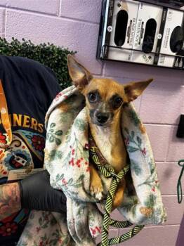 61142936 -  Chihuahua and Mixed Breed Dog for Adoption in El Paso, Texas - 61142936 | PetCurious