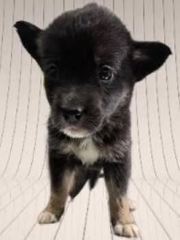 Frankikki -  German Shepherd Dog and Mixed Breed Dog for Adoption in Simcoe, Ontario - Frankikki | PetCurious