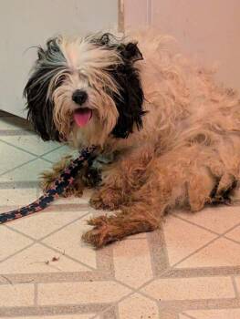 Addi -  Cavalier King Charles Spaniel and Poodle Dog for Adoption - Addi | PetCurious