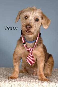 Yorkshire Terrier and Poodle Dogs Available for Adoption in Gilbert, Arizona - Banx | PetCurious