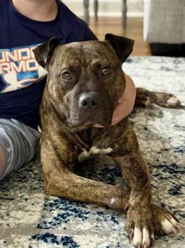 Stroganoff -  Pit Bull Terrier and Mixed Breed Dog for Adoption in Kansas City, Missouri - Stroganoff | PetCurious