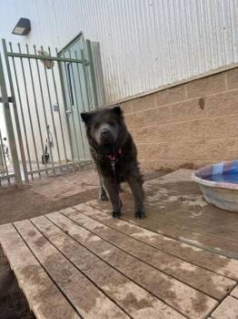 Alex -  Chow Chow Dog for Adoption in Hobbs, New Mexico - Alex | PetCurious