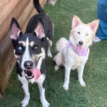 Liberty -  Siberian Husky Dog for Adoption in Lavon, Texas - Liberty | PetCurious