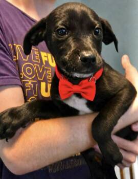 Labrador Retriever Dogs Available for Adoption in Manchester, Connecticut - Archey | PetCurious