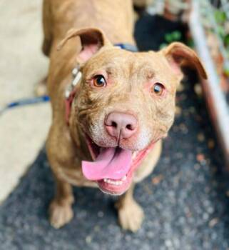 Rescue Mixed Breed Dogs for Adoption in West Chester, Pennsylvania - Penelope | PetCurious