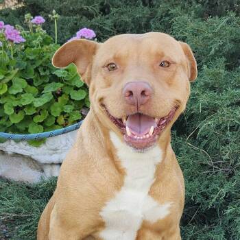 Pit Bull Terrier Dogs Available for Adoption - Aurora | PetCurious
