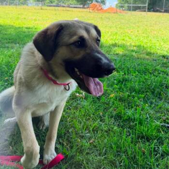 Honey -  Anatolian Shepherd Dog Available for Adoption in Fairfax Station, Virginia - Honey | PetCurious