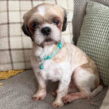 Shih Tzu Dogs Available for Adoption in Cincinnati, Ohio - Oliver | PetCurious