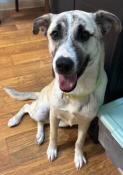 Bugatti -  Mixed Breed Dog for Adoption in Ocala, Florida - Bugatti | PetCurious