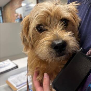 Mr. Scruffenhauser -  Mixed Breed Dog for Adoption in Allentown, Pennsylvania - Mr. Scruffenhauser | PetCurious