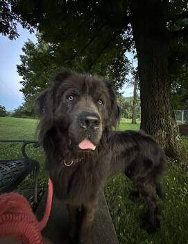 Soggert -  Newfoundland Dog Dog for Adoption in Indiana, Pennsylvania - Soggert | PetCurious