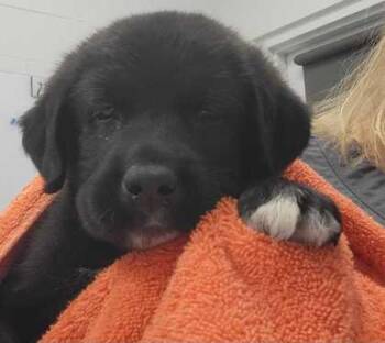 Gus -  Mixed Breed Dog for Adoption in Kansas City, Missouri - Gus | PetCurious