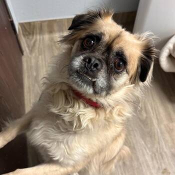 Franklin -  Pug and Australian Shepherd Dog for Adoption in San Jacinto, California - Franklin | PetCurious