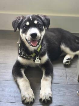 Roxie -  Husky and Shepherd Dog for Adoption in Cambridge, Ontario - Roxie | PetCurious
