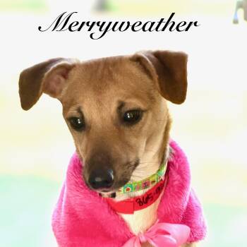 Chihuahua and Terrier Dogs Available for Adoption - Merryweather | PetCurious