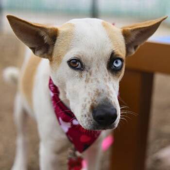 LETTY -  Terrier Dog for Adoption in San Antonio, Texas - LETTY | PetCurious