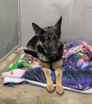 Desiree -  German Shepherd Dog Dog for Adoption in La Porte, Indiana - Desiree | PetCurious