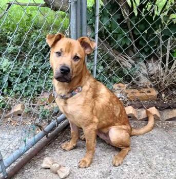 Wiley -  Retriever Dog for Adoption in Grand Rapids, Michigan - Wiley | PetCurious