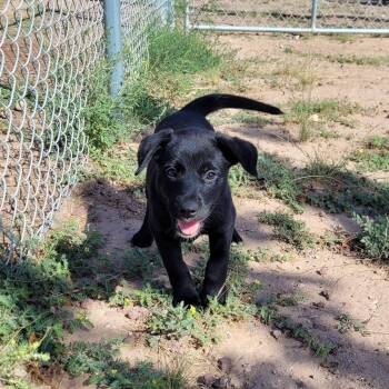 Chins -  Mixed Breed Dog for Adoption in Chino Valley, Arizona - Chins | PetCurious