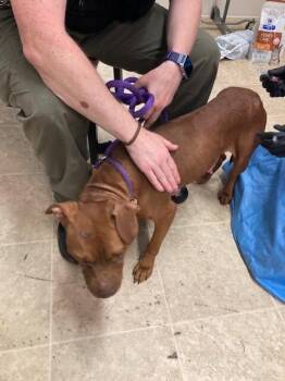Margaret -  Mixed Breed Dog for Adoption in Cincinnati, Ohio - Margaret | PetCurious