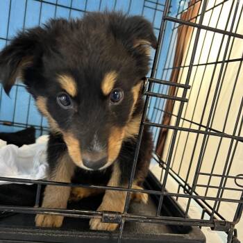 Quinoa -  Mixed Breed Dog for Adoption in Moab, Utah - Quinoa | PetCurious
