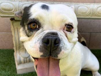 SAVE ME PLEASE Chunna - IDA552896 -  French Bulldog Dog for Adoption in San Marcos, California - SAVE ME PLEASE Chunna - IDA552896 | PetCurious