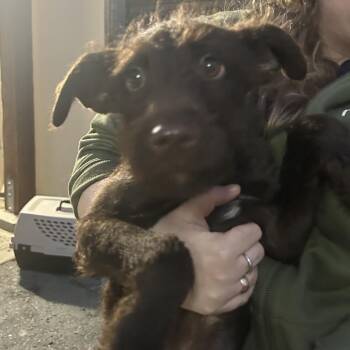 Terrier and Chocolate Labrador Retriever Dogs Available for Adoption - RIGG | PetCurious