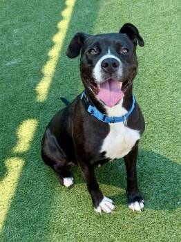 QUEENIE -  Mixed Breed Dog for Adoption in Dallas, Texas - QUEENIE | PetCurious