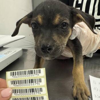 Islands In The Stream -  Mixed Breed Dog for Adoption in Charleston, West Virginia - Islands In The Stream | PetCurious