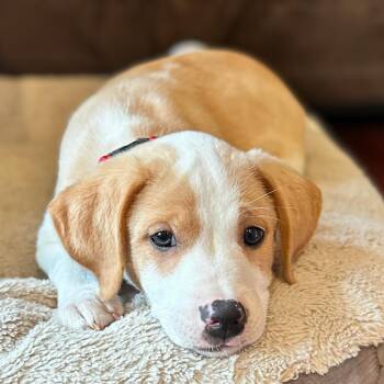 Mixed Breed Dogs Available for Adoption - Flint | PetCurious