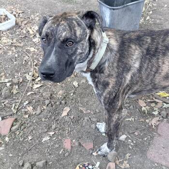 Willy -  Catahoula Leopard Dog Dog for Adoption in Arvada, Colorado - Willy | PetCurious