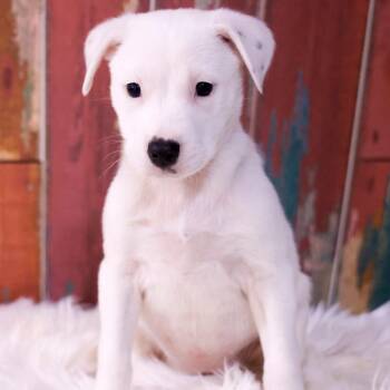 Truly -  Mixed Breed Dog for Adoption in Casa Grande, Arizona - Truly | PetCurious