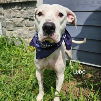 Ludo -  Pit Bull Terrier and Mixed Breed Dog for Adoption in Madisonville, Tennessee - Ludo | PetCurious