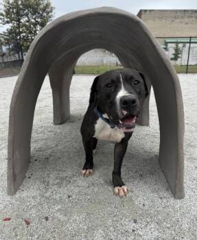 Rescue Pit Bull Terrier Dogs for Adoption in Philadelphia, Pennsylvania - Drop | PetCurious